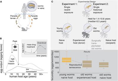 Concomitant Immunity and Worm Senescence May Drive Schistosomiasis Epidemiological Patterns: An Eco-Evolutionary Perspective